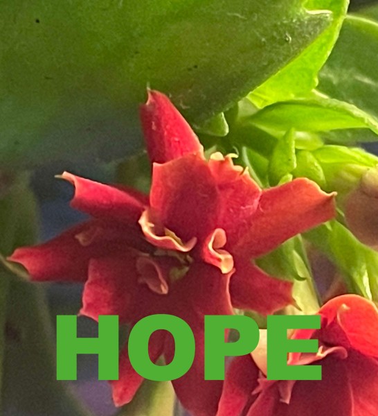 Wechseldeckel für Tasche – Hope – rot/grün – Größe M