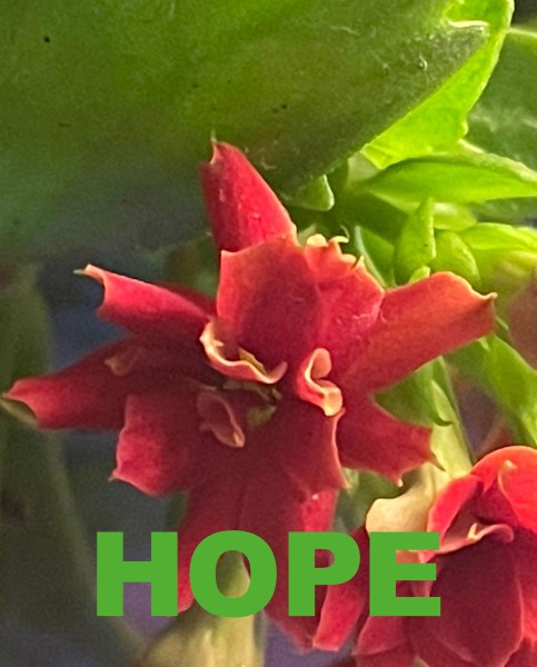 Wechseldeckel für Tasche – Hope – rot/grün – Größe L